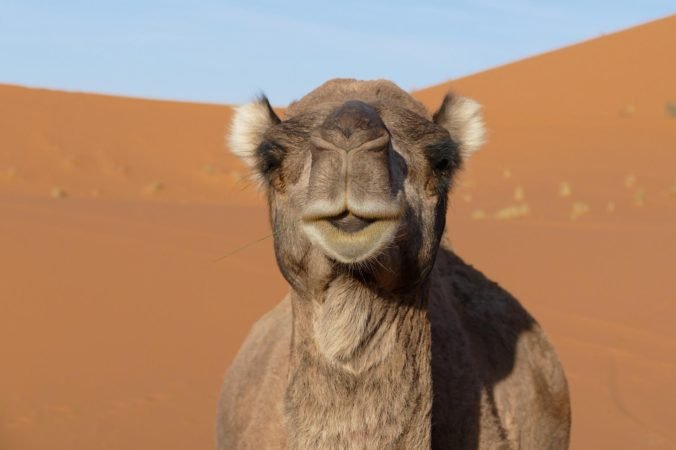 France Maroc images - merzouga - camel